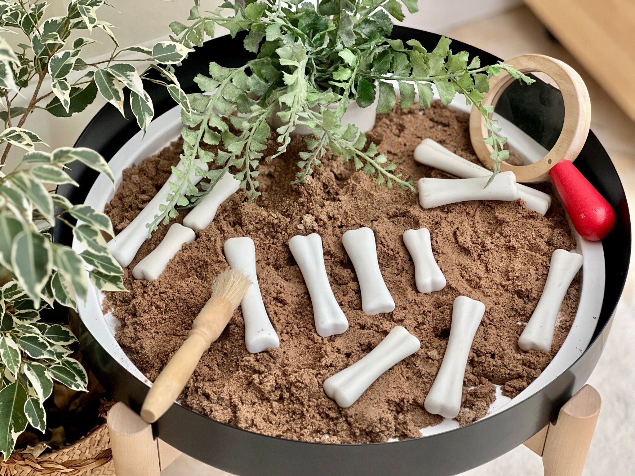 Dinosaur Bones Discovery Set