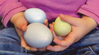 Size-Sorting Eggs