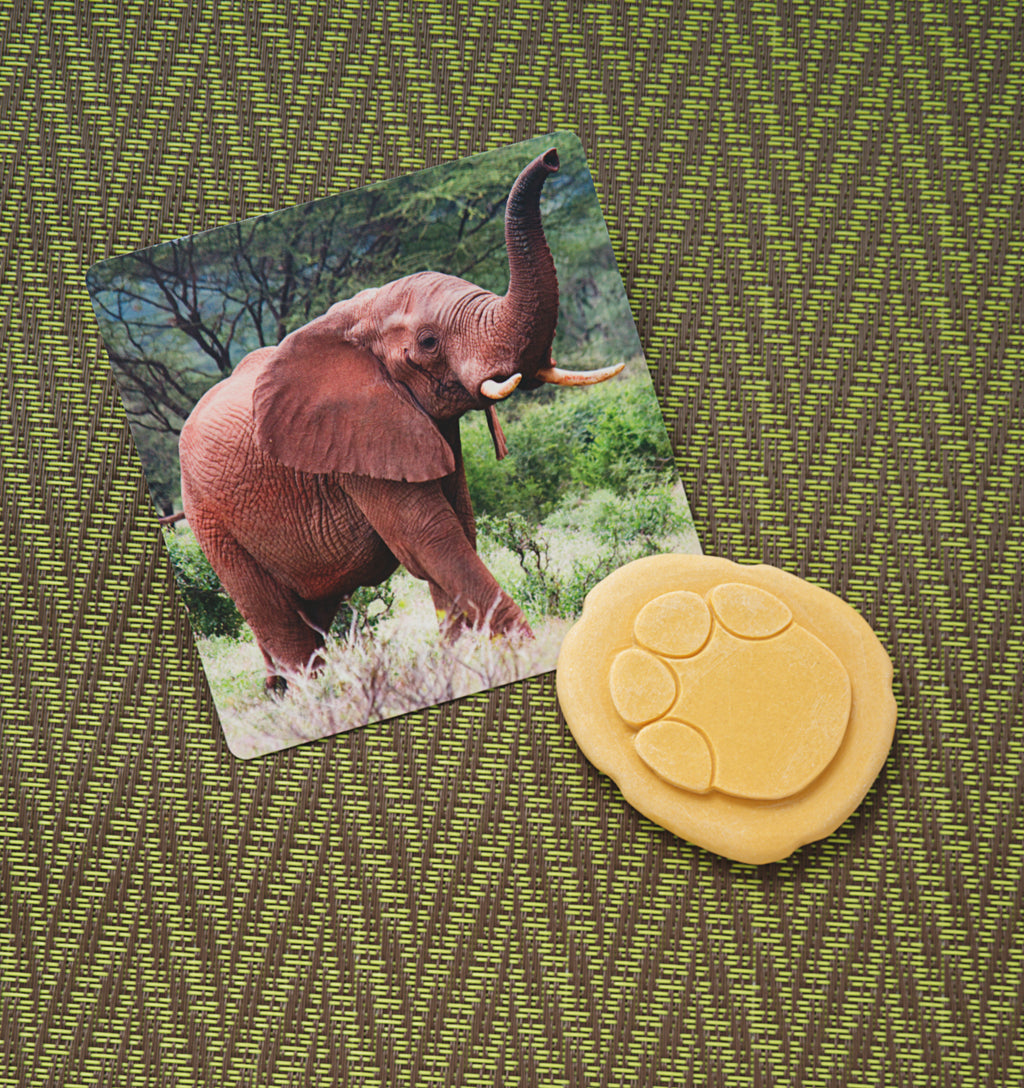 Let’s Investigate – Safari Footprints