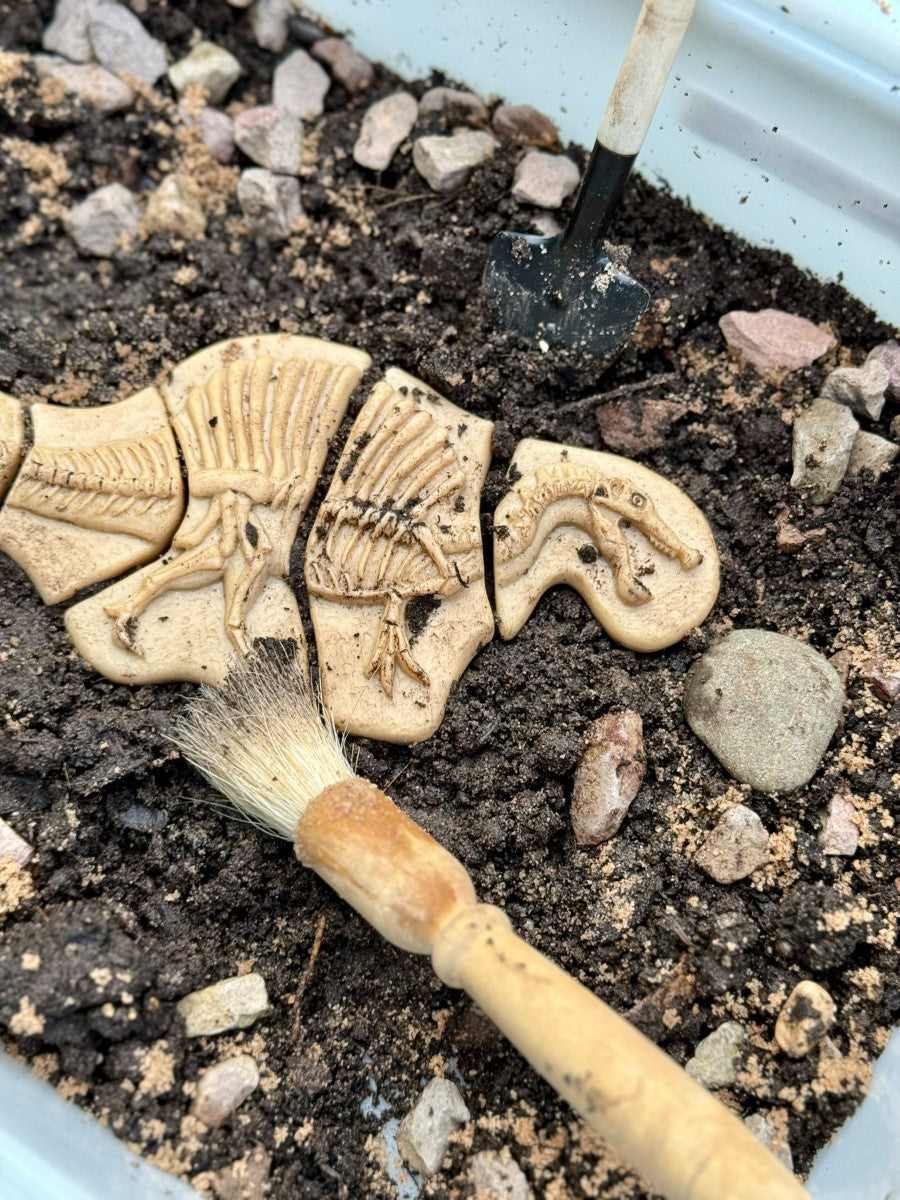 Triceratops & Spinosaurus