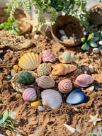 Sensory Play Stones Zeeschelpen