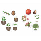 Gigantische magnetische plantenlevenscyclus