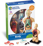 Anatomy Model - Human Body