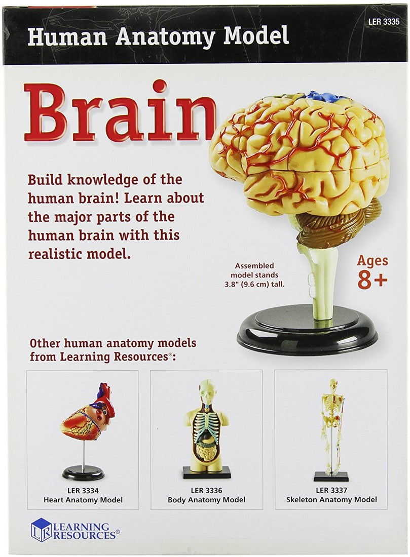 Anatomy Model Brain