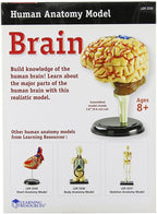 Anatomy Model Brain