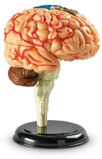 Anatomy Model Brain