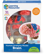 Anatomy Model Brain