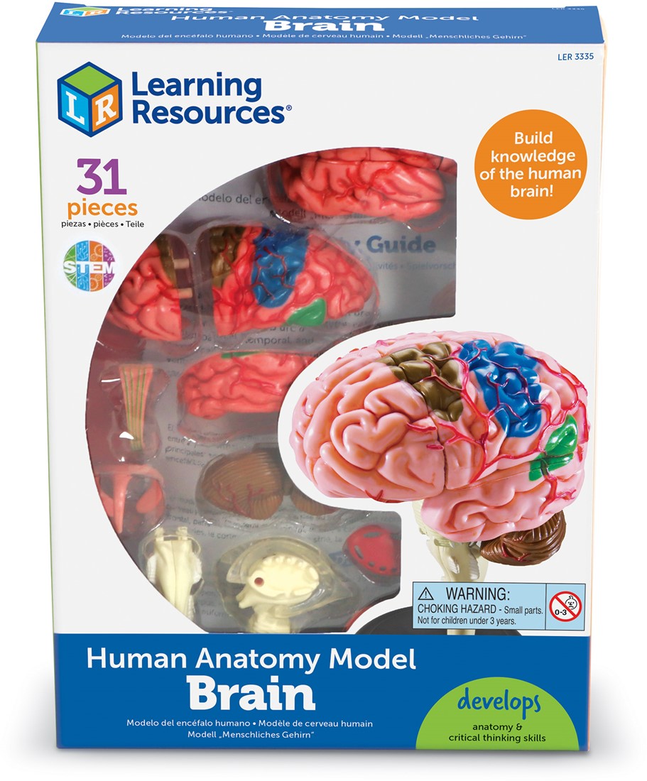 Anatomy Model hersenen