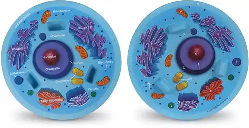 Soft Foam Cross-Section Animal Cell Model