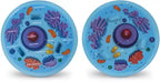 Soft Foam Cross-Section Animal Cell Model