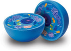Soft Foam Cross-Section Animal Cell Model