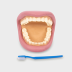Giant Teeth Dental Demonstration Model
