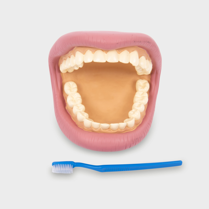 Groot tandenmodel - dental demonstration model