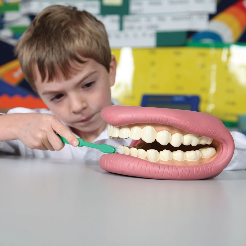 Giant Teeth Dental Demonstration Model