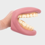 Giant Teeth Dental Demonstration Model