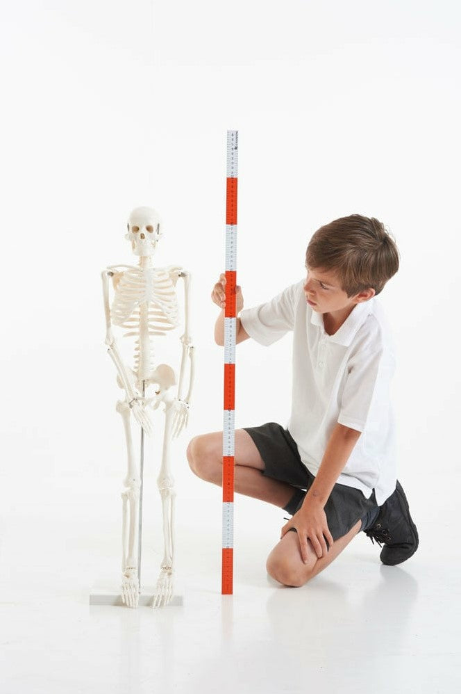 Skeleton
