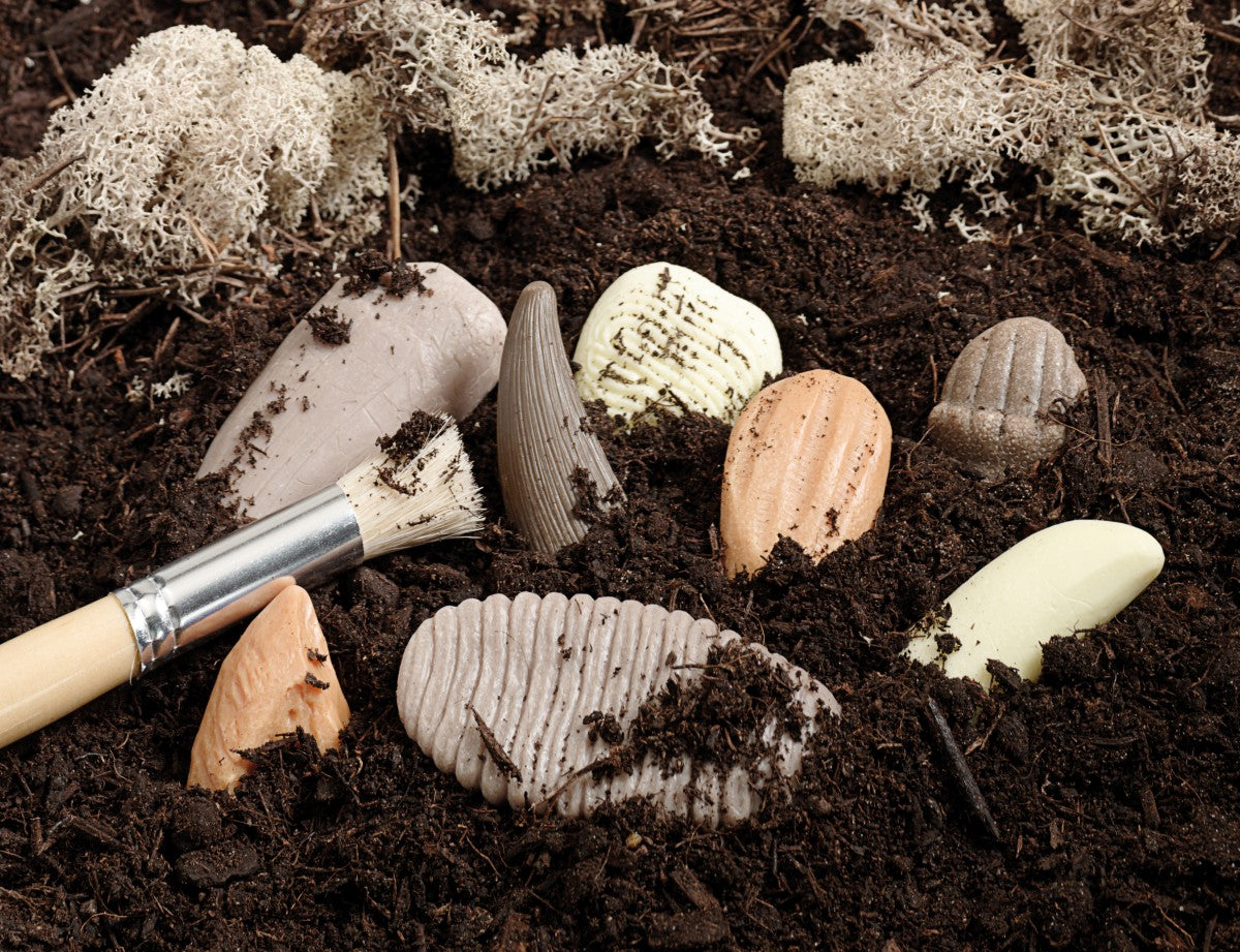 Yellow Door prehistorische tanden