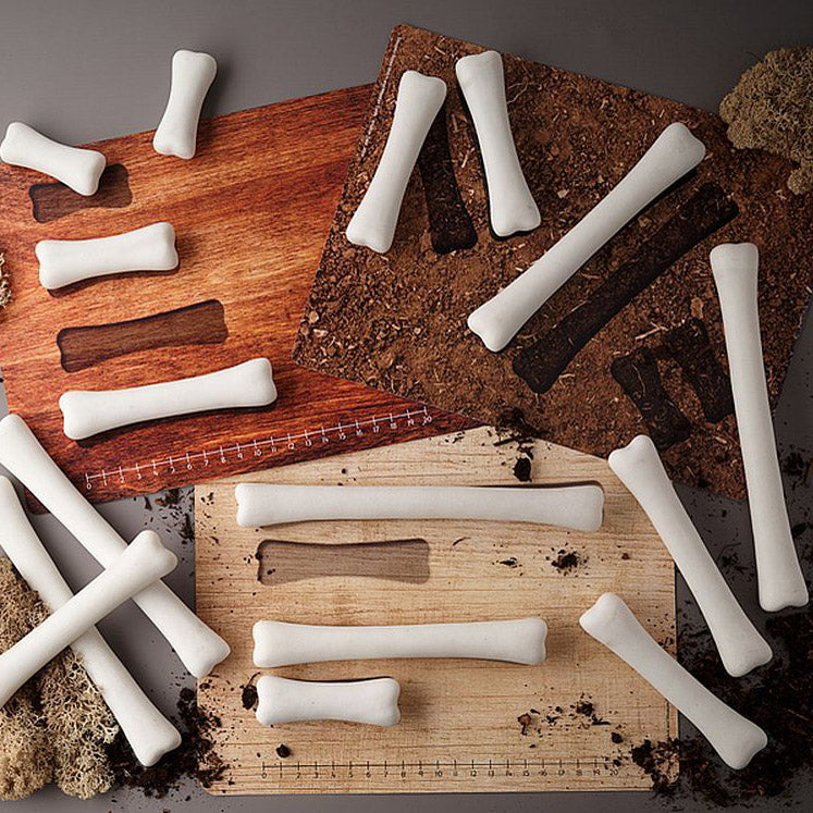 Yellow Door dinosaurus botten activiteitenkaartenYellow Door dinosaurus botten activiteitenkaarten