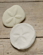 Yellow Door ontdekstenen met fossielen