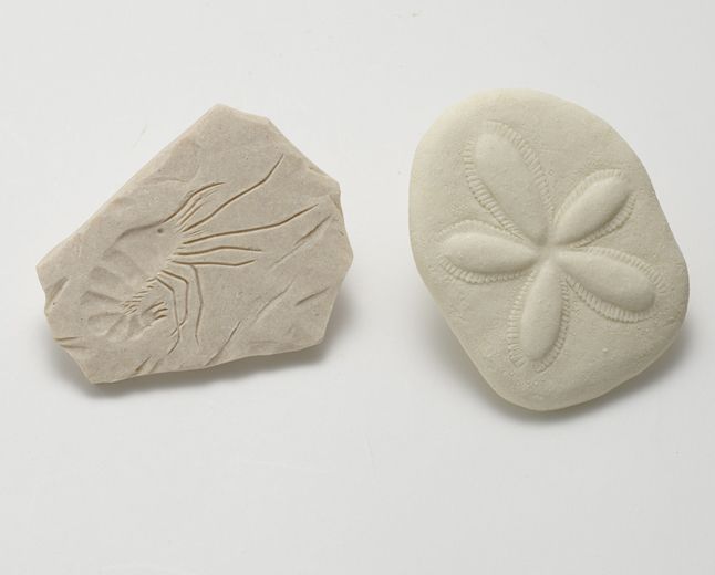 Yellow Door ontdekstenen met fossielen