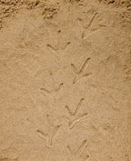 Yellow Door ontdekstenen pootafdrukken boerderijdieren