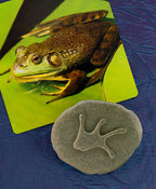 Yellow Door ontdekstenen pootafdrukken bosdieren