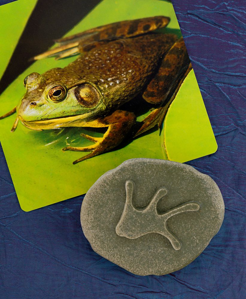 Yellow Door ontdekstenen pootafdrukken bosdieren