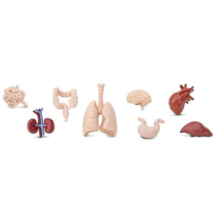 Safari Ltd Toob menselijke organen